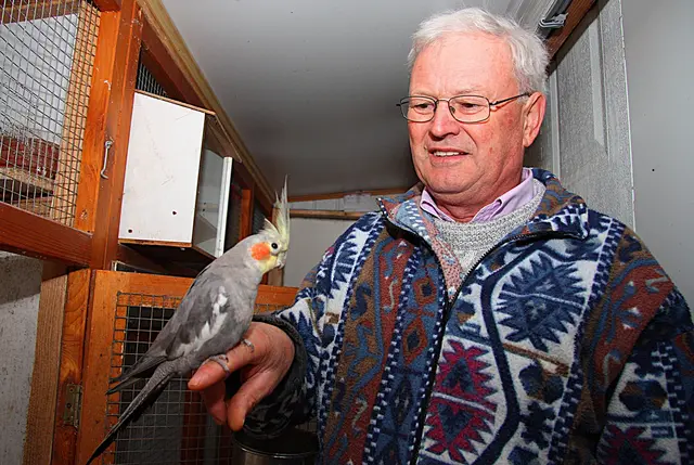 Johann Fössl aus Lichtenegg mit seinem Weltmeistersittich. Die nächste WM steigt im Jänner. | Foto: Johann Schleich