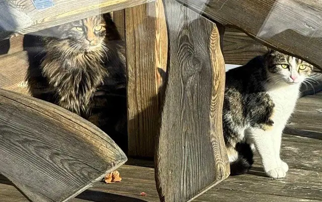 Langhaarkatze Molly und Snowy von der zweiten Rettungsaktion am Mittwoch. | Foto: Pfotenhilfe