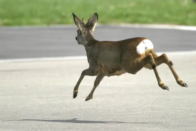 Die  „Piepserl“ wurden in den letzten Jahren auf dem Abschnitt von der Ortsausfahrt bis zur Abzweigung Kottingneusiedl/Wultendorf montiert. (Symbolfoto)  | Foto: panthermedia_net/Spotter