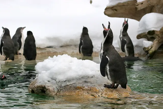 Kinder können am 24. Dezember bei der Fütterung zuschauen und die Tiere beobachten. (Symbolbild) | Foto: Unsplash/atsilusgi