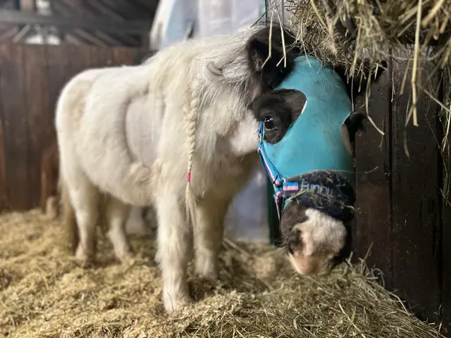 Minipony Helene freute sich ganz besonders über die Geschenke und die Zuwendung. | Foto: Pfotenhilfe Lochen