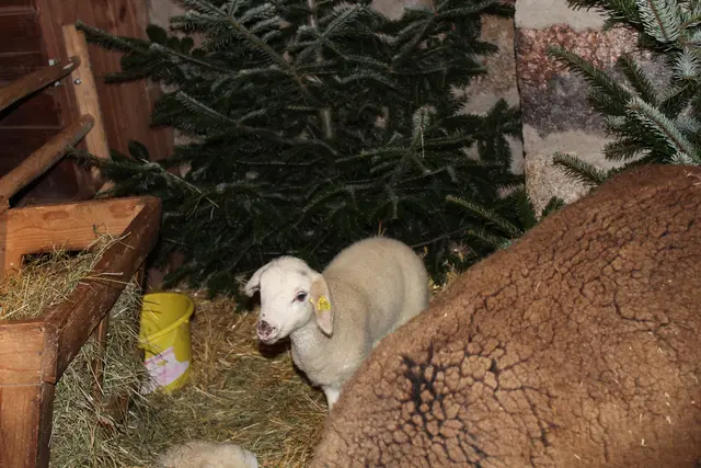 Waldhausener Advent 2025 | Foto: MeinBezirk Perg/Köck