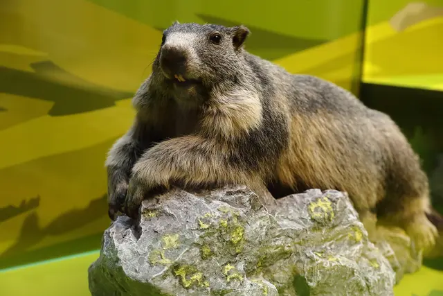 Die Ausstellung "Schnee war gestern" zeiht, wie sehr der Klimawandel Tiere, Pflanzen und Menschen bereits verändert – auch in der Steiermark.  | Foto: Universalmuseum Joanneum/J.J. Kucek