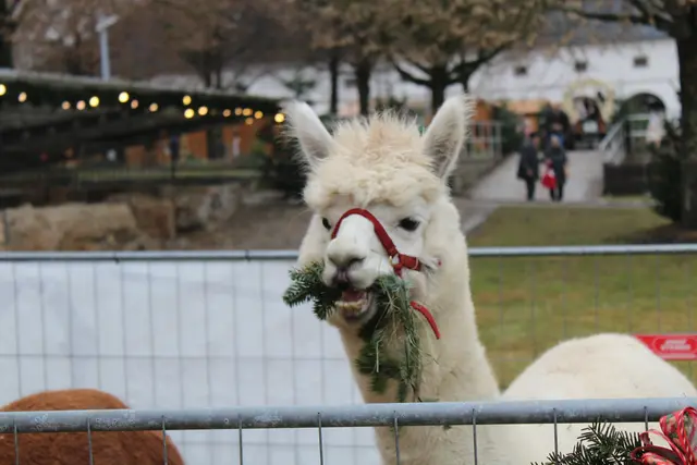 Waldhausener Advent 2025 | Foto: MeinBezirk Perg/Köck