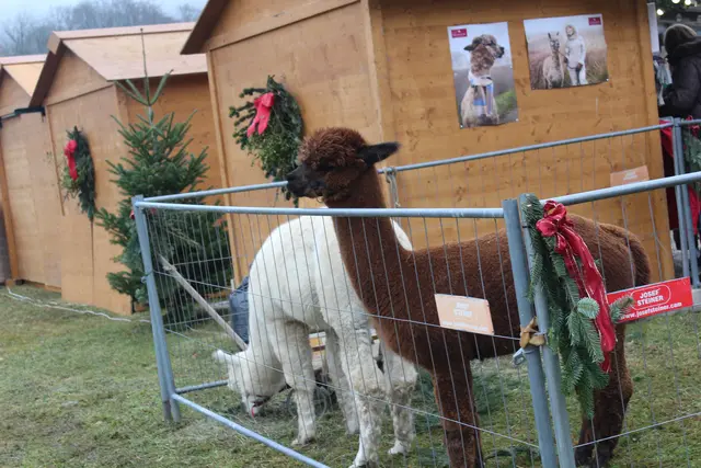 Waldhausener Advent 2025 | Foto: MeinBezirk Perg/Köck