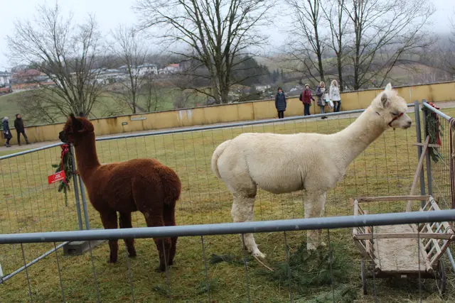 Waldhausener Advent 2025 | Foto: MeinBezirk Perg/Köck