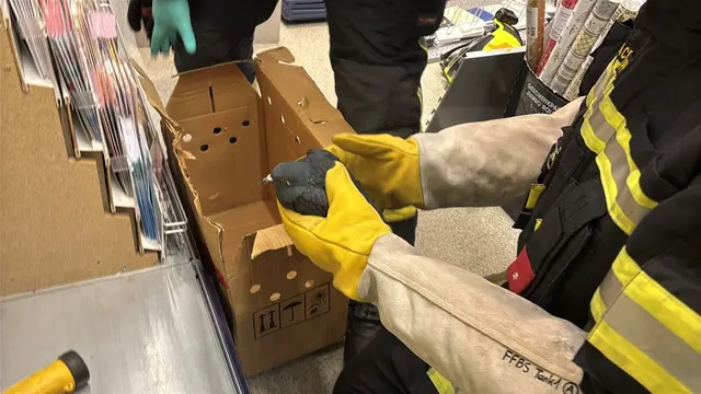 Ein ungewöhnlicher Alarm am Samstag, dem 6. Dezember: Kurz vor 14 Uhr rückte die Feuerwehr Baden-Stadt zu einer Tierrettung aus. | Foto: FF Baden Stadt