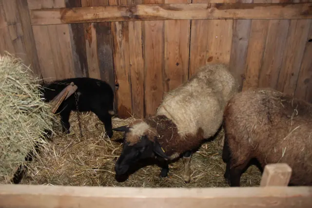 Foto: Walter Kellner