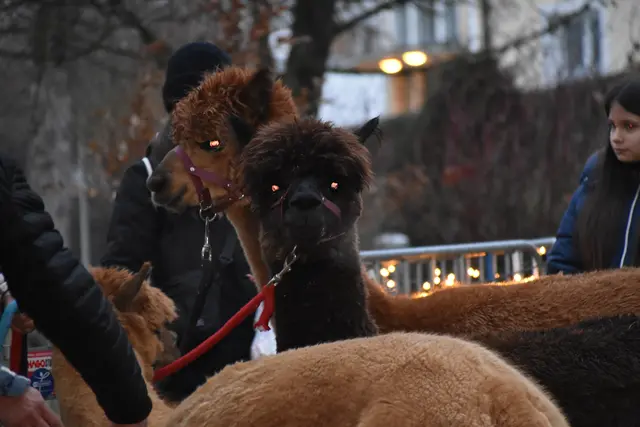 Foto: MeinBezirk/Michael Strini