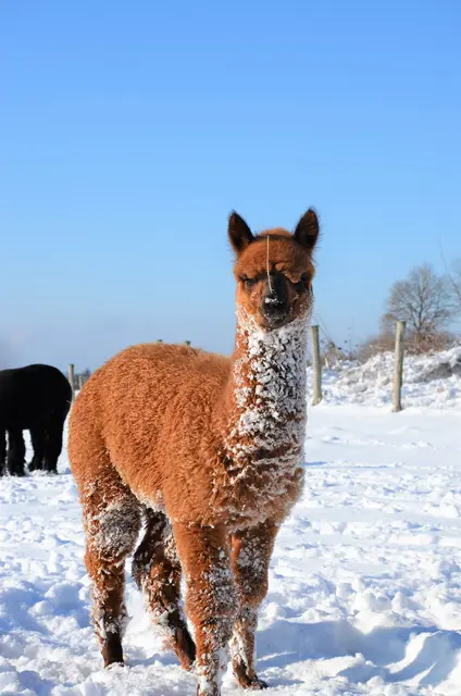 Foto: Oberstein Alpacas