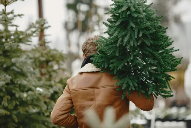 Wie groß soll er heuer sein? Weihnachten steht vor der Tür und damit haben auch die Christbaumhändlerinnen und -händler in der Steiermark wieder Hochsaison. (Symbolbild) | Foto: Gustavo Fring /Pexels