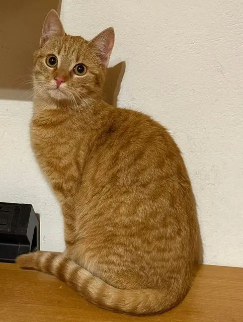 Jacky &amp; Hildegard, ca. 1-2 Jahre alt, noch schüchtern aber freundlich, suchen gemeinsam oder ziehen zu einer bereits vorhandenen Katze.
Kontakt: +43 676 4178874 | Foto: Tullner Pfotenhilfe