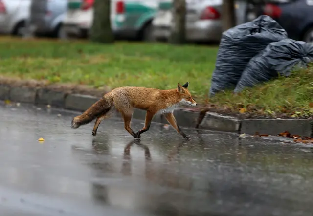 Die Obduktionsergebnisse zum toten Fuchs liegen vor. (Symbolfoto) | Foto: Panthermedia/AlgimantasB