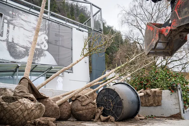 Insgesamt zehn neue Bäume – Amberbäume, Stechpalmen, Feldahorne und eine Vogelkirsche – sorgen für mehr Grün und Schatten an heißen Tagen. | Foto: Stadt Salzburg/Alexander Killer