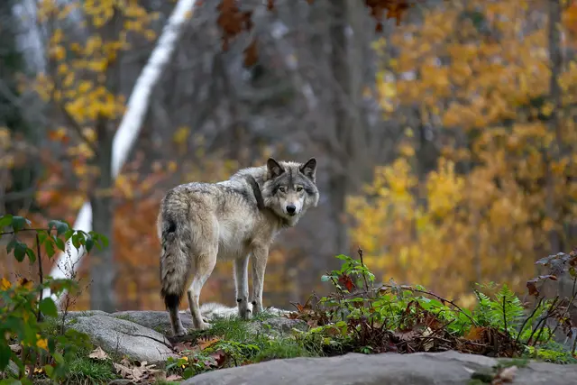 Im Bezirk Hermagor wurde ein Wolf innerhalb eines 200 Meter Radius von bewohnten Gebäuden erlegt. (Symbolfoto) | Foto: stock.adobe.com/at/Jim Cumming