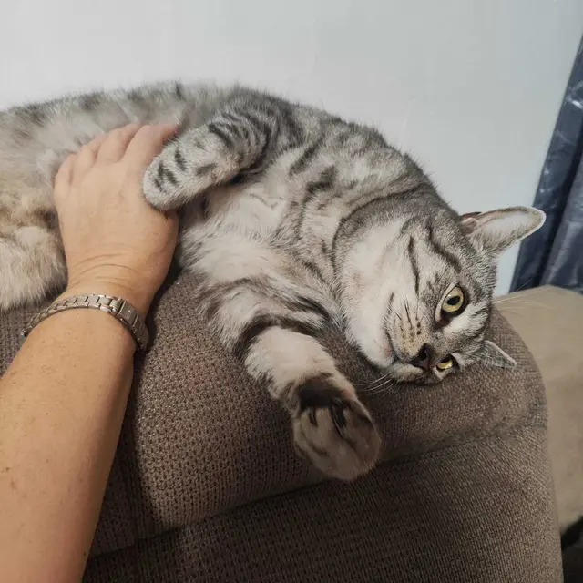 Schmuser Gismo erleichtert: Nicht mehr zu dick, sondern wohlgenährt.  | Foto: ÖTV