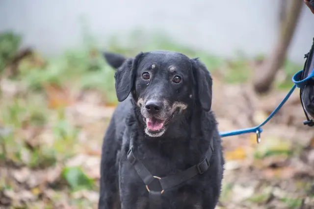 Die 2021 geborene, freundliche Mischlingshündin Luna ist anfangs schüchtern (das legt sich aber bereits in den ersten Minuten), dann liebt sie Kuscheleinheiten.  | Foto: TSA