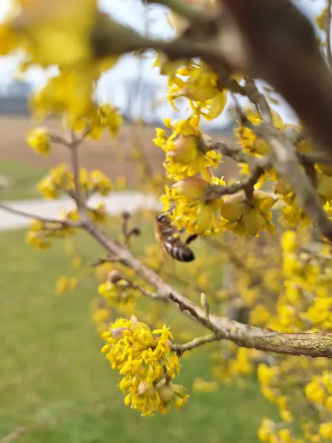 Foto: Imkerverein St. Marien/Niederneukirchen