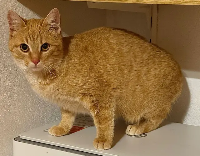 Jacky &amp; Hildegard, ca. 1-2 Jahre alt, noch schüchtern aber freundlich, suchen gemeinsam oder ziehen zu einer bereits vorhandenen Katze.
Kontakt: +43 676 4178874 | Foto: Tullner Pfotenhilfe