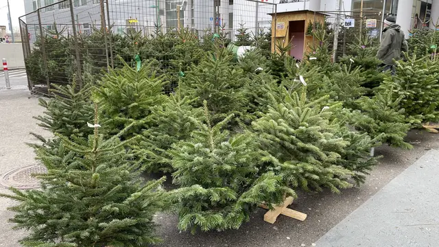 Die zwölf Christbaum-Verkaufsstellen in der Brigittenau haben bis 24. Dezember täglich geöffnet. | Foto: Kathrin Klemm