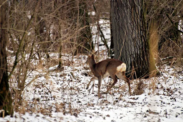 Bei ungewohnten Störungen wie Silvesterlärm ergreifen die Tiere schnell die Flucht. | Foto: OÖ JLV