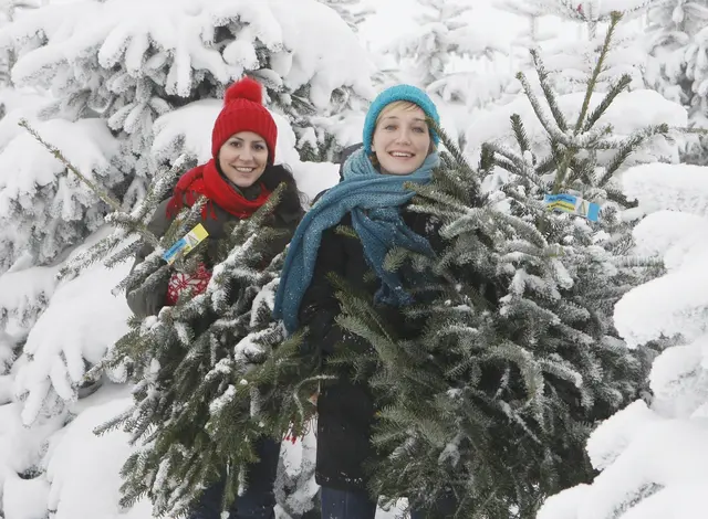 Ab 12. Dezember haben Christbaum-Verkaufsstellen im 15. Bezirk und ganz Wien geöffnet. Symbolfoto | Foto: Dieter Nagl