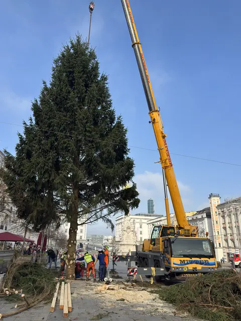 Im November wurde der Christbaum am Linzer Hauptplatz aufgestellt. Er stammt dieses Jahr aus der Marktgemeinde Klaffer am Hochficht. | Foto: Stadt Linz