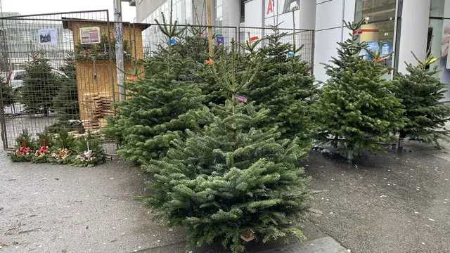 Christbäume aller Größen und Sorten werden in der Brigittenau direkt von den Produzenten zum Verkauf angeboten. (Archiv) | Foto: Kathrin Klemm