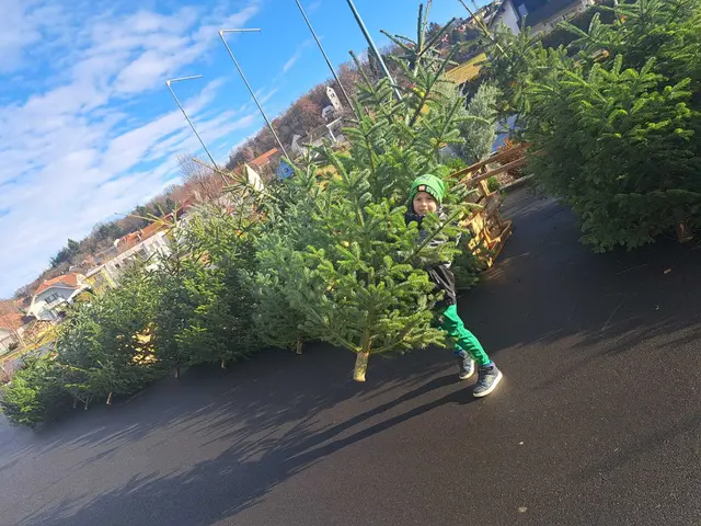 Viele Haushalte im Bezirk Oberpullendorf setzen laut Umfrage weiterhin auf den frisch geschlagenen, regionalen Christbaum. | Foto: Daniel Fuchs