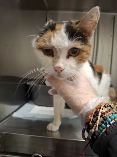 Die taube Ohrli machte sich lautlos aus dem Staub, fand aber wieder ihr Zuhause.  | Foto: ÖTV