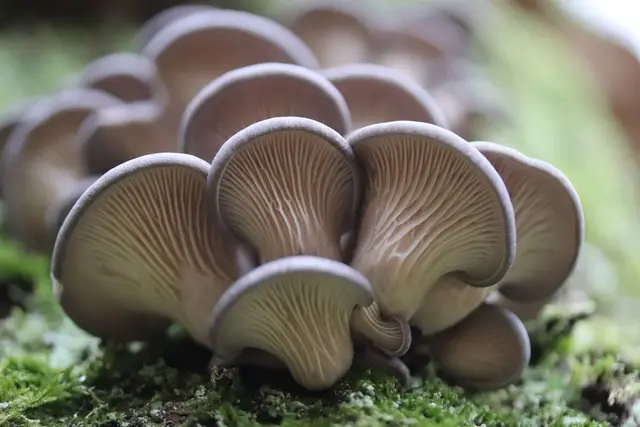 "Pilz-Glück" aus dem Garten für das neue Jahr | Foto: Elisabeth Staudinger