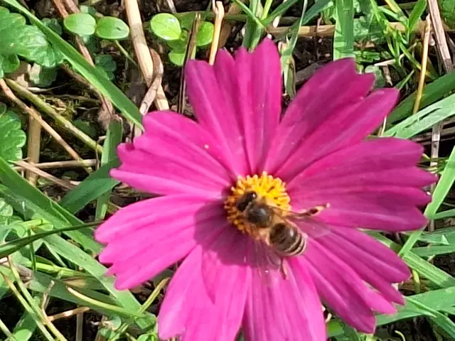 Foto: Imkerverein St. Marien/Niederneukirchen