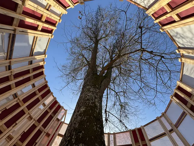 Vom Fuße des Baums zur Krone als Pendant zum menschlichen Blutkreislauf | Foto: MeinBezirk/Gerda Sammer-Schmidt