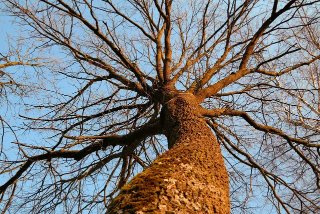 "Ein Blick nach oben", Februar 2025, von Johann Mayer | Foto: Johann Mayer