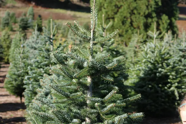 An insgesamt 15 Standorten im Fünfzehnten bekommt man heuer einen Christbaum. Symbolfoto | Foto:  David Boozer / Unsplash.com