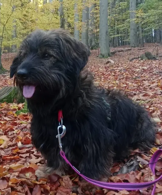 Dackelmix Jakob  
Kontakt: 0680/1153034
Jakob, 5 Jahre, sucht leider noch immer ein Zuhause!
Jakob ist ein grundentspannter, anhänglicher, verschmuster Hundebub, der, wenn er erstmal angekommen ist, ein eher gemütlicher Begleiter ist. Er versteht sich gut mit anderen Hunden, mag aber keine Katzen.
Menschen liebt er, sollte aber nicht zu kleinen Kindern, da er da oft etwas unsicher und zu ungestüm ist.
Jakob liebt Spaziergänge und Auto fahren. Ein Garten wäre toll. | Foto: Tullner Pfotenhilfe