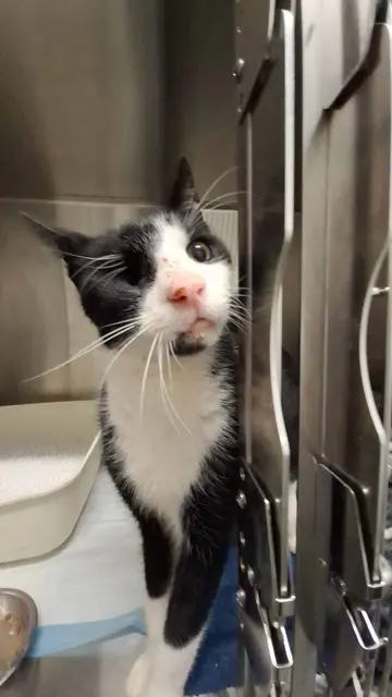 Der einäugige Captain Hook hat wieder Ausblick auf ein schönes Katzenleben.  | Foto: ÖTV