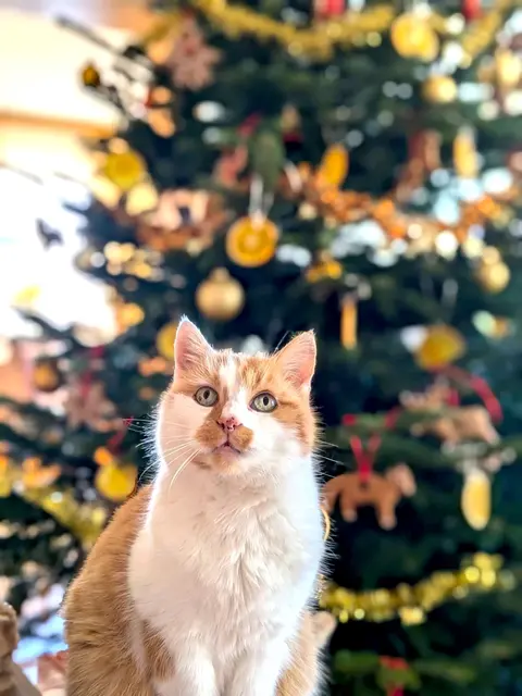 Geduld ist zu Weihnachten gefragt - bis das Christkind kommt, muss man sich die Zeit vertreiben. | Foto: Barbara Hummel (symbol)