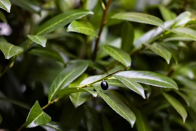 Das invasive Gewächs des Jahres ist heuer der Kirschlorbeer (Prunus laurocerasus), eine beliebte Gartenhecke, die sich in der Natur stark ausbreitet und heimische Pflanzen verdrängt. | Foto: APA-Images / dpa / Christoph Reichwein