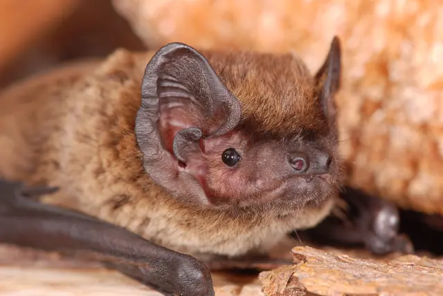 Der Kleine Abendsegler (Nyctalus leisleri) bleibt weiterhin Fledermaus des Jahres. | Foto: Wolfgang Forstmeier