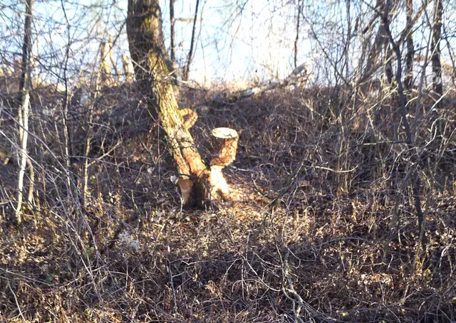 Biber-Spuren entlang der Salzach. | Foto: Josef Wind