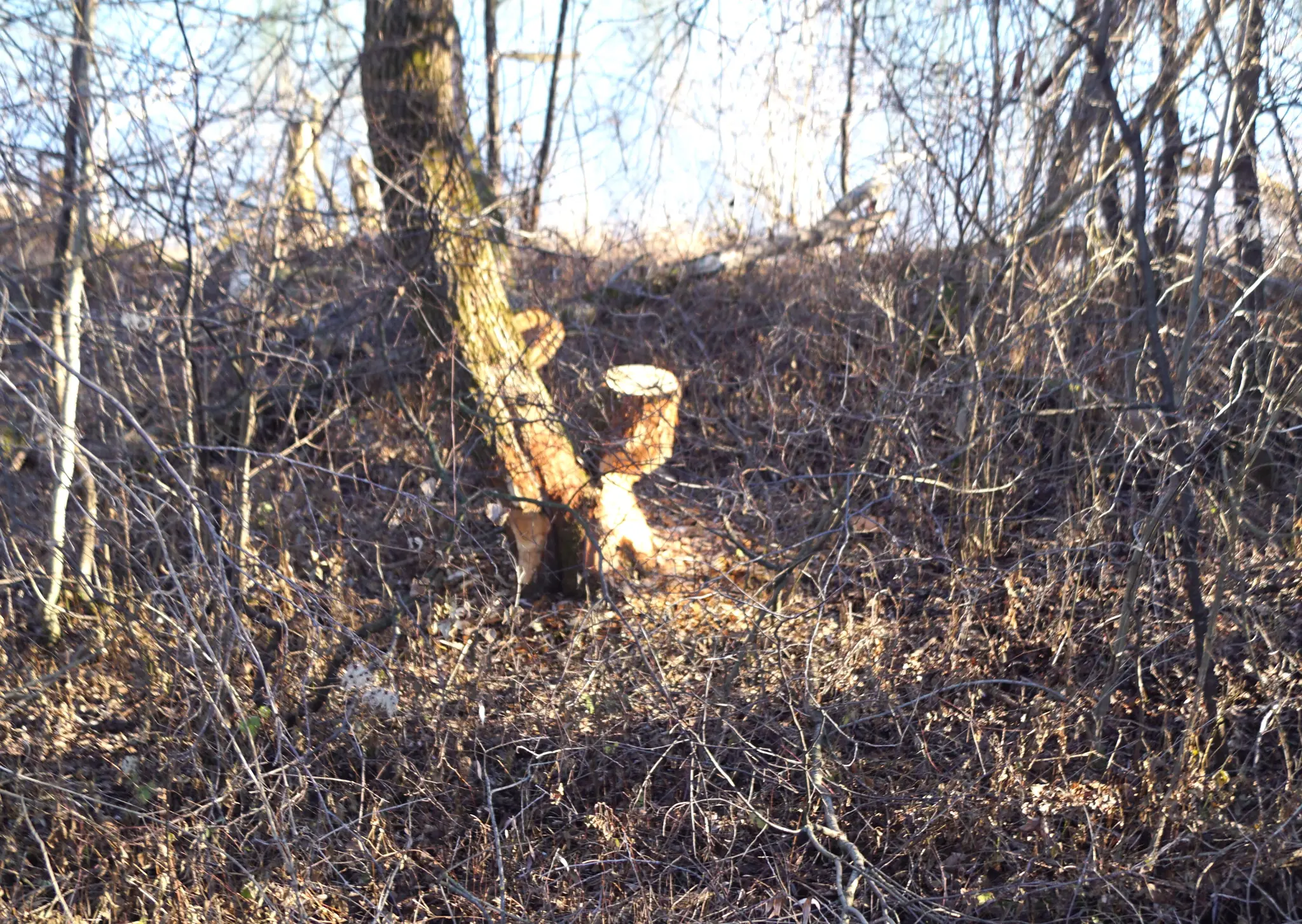 Beavers on the Salzach: Beavers are back in Gamp - | Tennengau