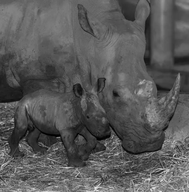 Nashorn-Mama Renette trauert um ihr Baby und mit ihr der gesamte Zoo. | Foto:  Zoo Schmiding /Sterns