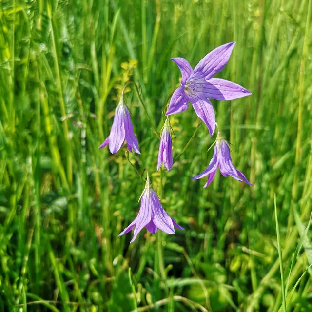 Pflanze des Jahres 2026: die Wiesen-Glockenblume (Campanula patula). | Foto: Michael Hohla