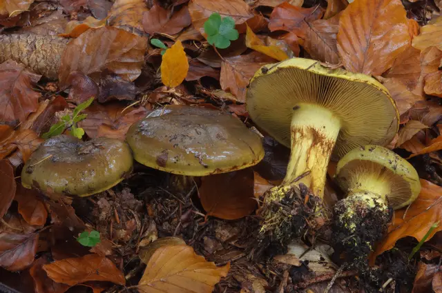 Der Pilz des Jahres ist die seltene Zweisporige Stachelspor-Koralle (Phaeoclavulina macrospora), die in Österreich bislang nur am Gaisberg bei Salzburg gefunden wurde. | Foto: Thomas Rücker