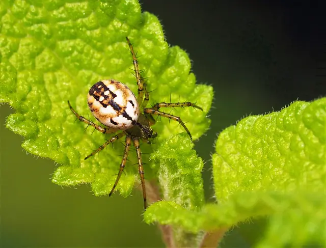 Spinne des Jahres 2026: die Streifenkreuzspinne (Mangora acalypha). | Foto: Wolfgang Kairat