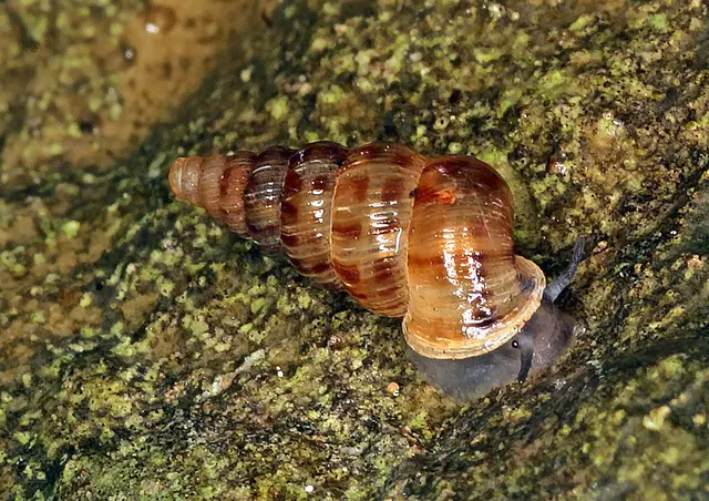 Die Kleine Walddeckelschnecke (Cochlostoma septemspirale) trägt ihren Titel sogar für die Jahre 2026 und 2027. | Foto: Robert Patzner