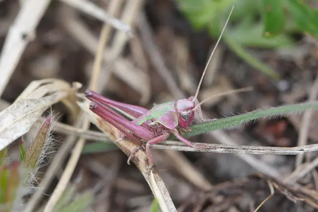 Insekt des Jahres 2026: der Warzenbeißer (Decticus verrucivorus). | Foto: Sylvia Wanzenböck