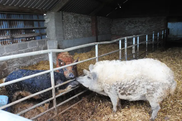 Gleich drei Nutztiere wurden hervorgehoben, unter anderem das robuste Mangalitza-Schwein. | Foto: Thomas Leithäusl