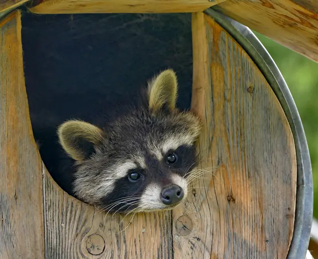 Danke an unsere Regionautinnen und Regionauten: Jeder Beitrag und jedes Bild hat auch 2025 wieder dazu beigetragen, MeinBezirk zu einem Ort des Austauschs und der Kreativität zu machen. | Foto: Hans Baier